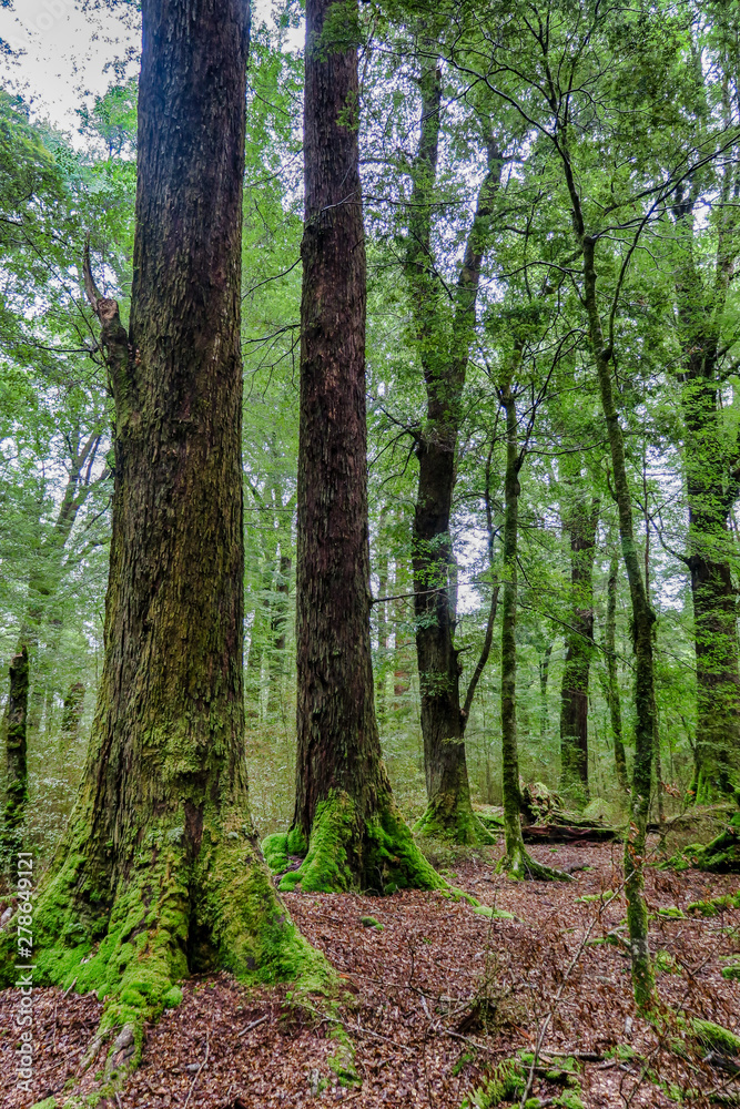 Naklejka premium thick lush rainforest in Fiordland New Zealand