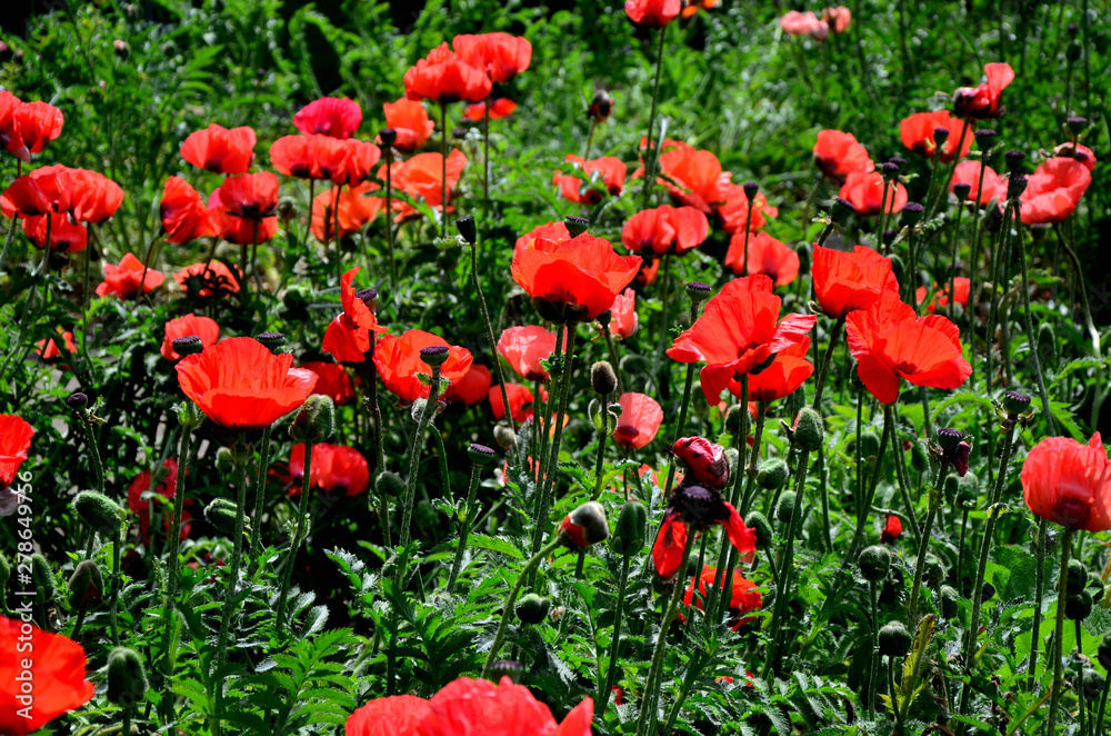 Obraz premium poppy field of red poppies