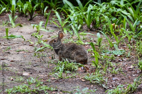 A wild rabbit peeks out at visitors in a hidden cemetery on a southern plantation. 