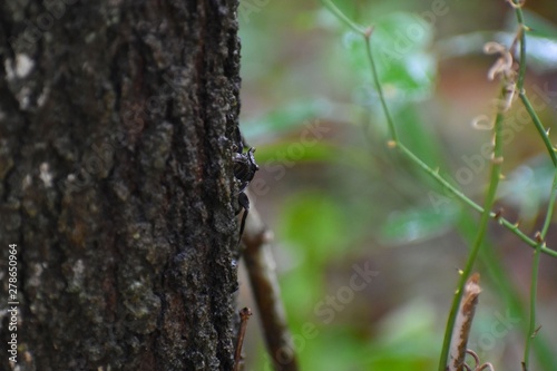 A fiddler crab hides on the bark of a tree at a southern plantation.