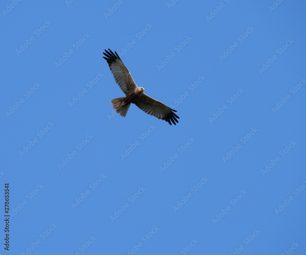 western marsh harrier Circus aeruginosus flying against clear blue sky western marsh harrier Circus aeruginosus flying against clear blue sky