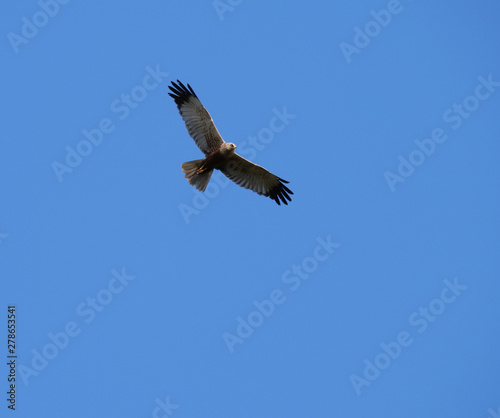 western marsh harrier Circus aeruginosus flying against clear blue sky © Kristyna