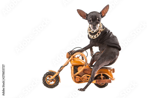 A small dog sitting astride...