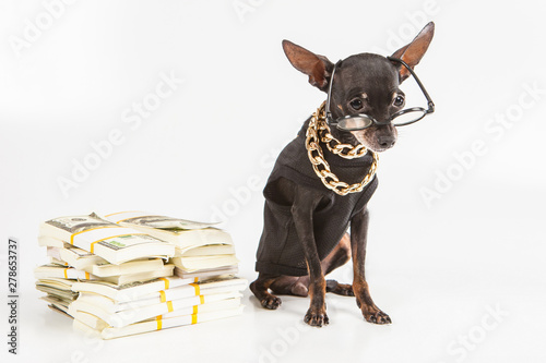 A small doggy with money. D...