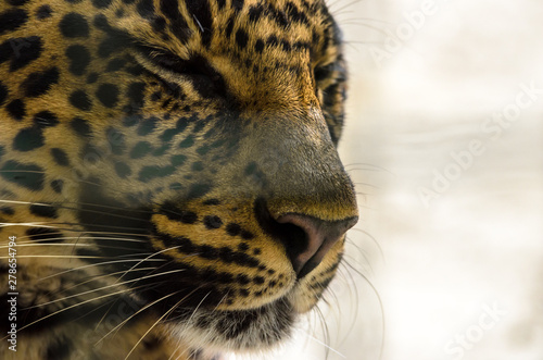 Jaguar closeup photo photo