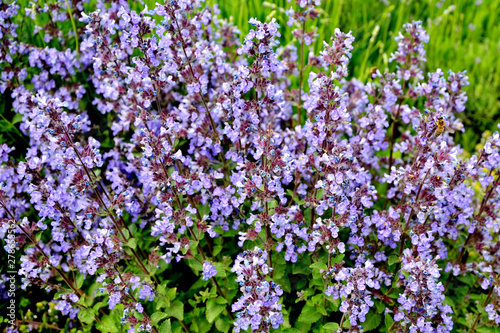 blue flowers in the garden