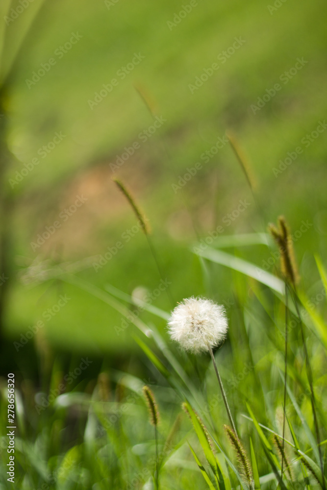 dandelion in grass dandelion in grass