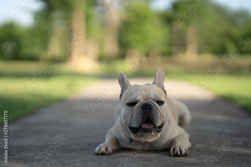 Cute looking french bulldog © tienuskin
