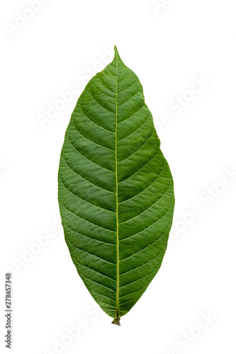  Tropical Green leaf on white background.