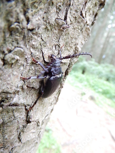 big black beetle on a tree trunk