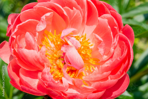 Fototapeta Naklejka Na Ścianę i Meble -  Pink orange peony flower closeup