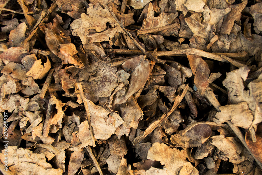 Group of dry leaf on the ground textures background Group of dry leaf on the ground textures background
