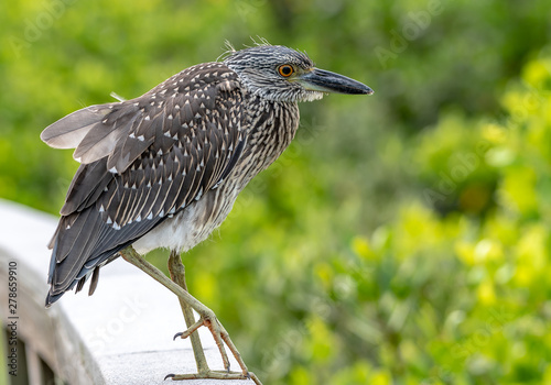 Juvenile black crowned night heron standing on a rail