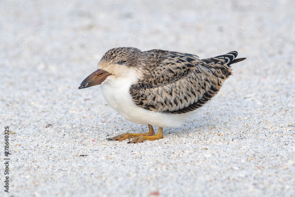 Close up of a black skimmer chick sitting on the beach Close up of a black skimmer chick sitting on the beach