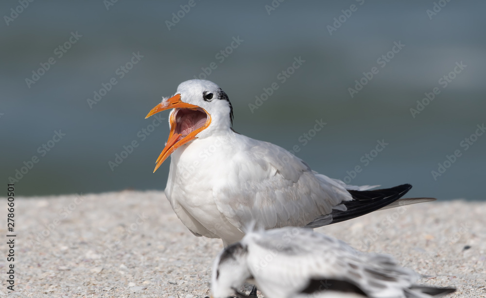 Fototapeta premium Young royal tern calls for food