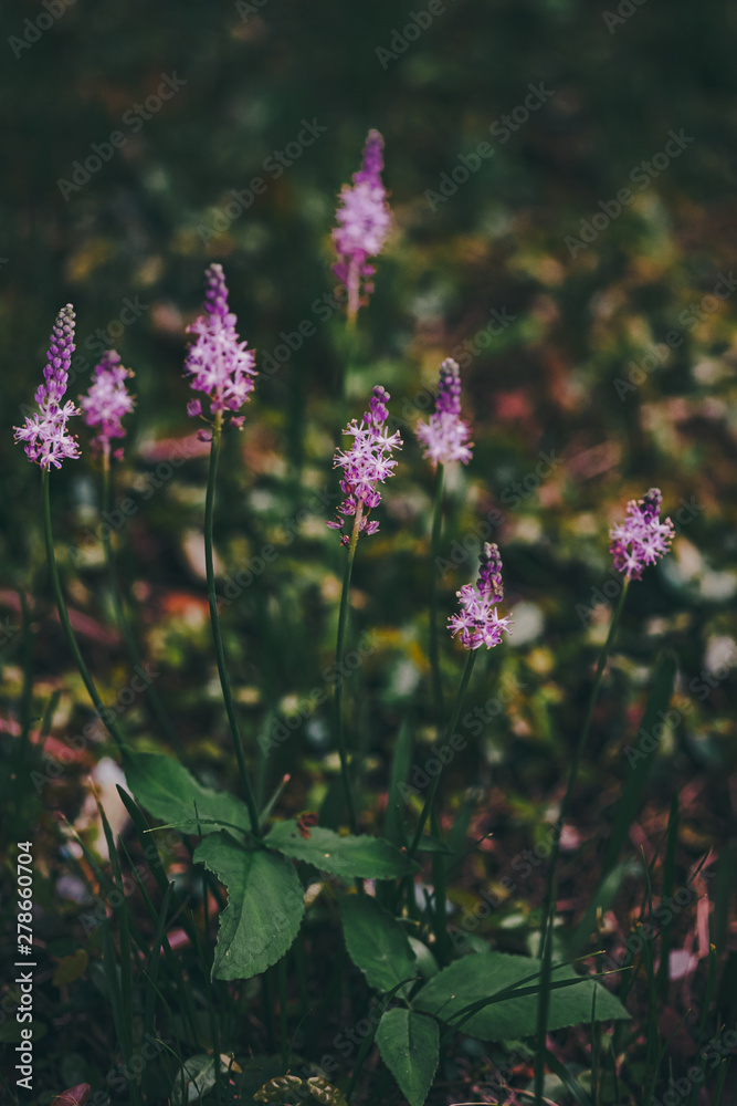 Fototapeta premium Flower blooming on the roadside