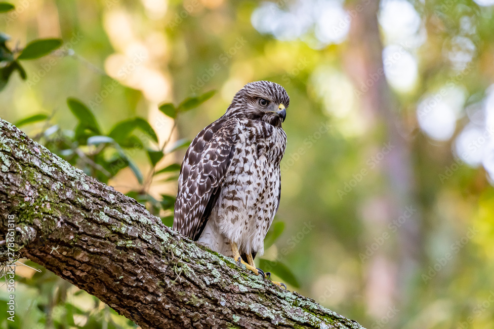 Fototapeta premium Cooper's hawk perched on a branch in Florida