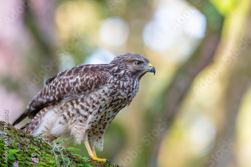 Cooper's hawk getting ready to fly 