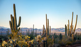 Cactus in the deserts of Arizona