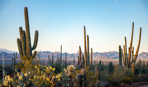Obraz na plátně Cactus in the deserts of Arizona
