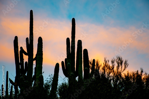 Silhouette of cacti with a colorful sunset