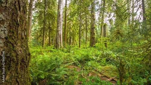 path in forest