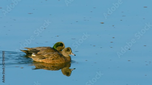 duck in pond