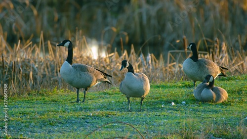 ducks on grass