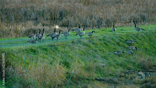 ducks on grass