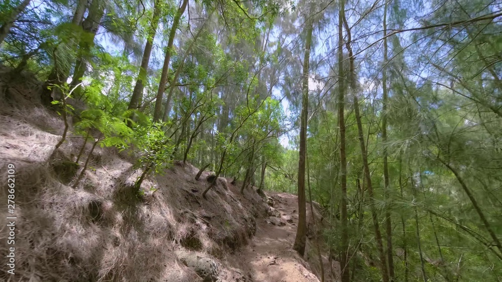 tree in forest tree in forest
