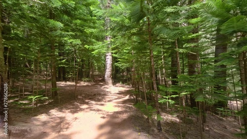 path in forest