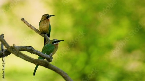 bird on a branch