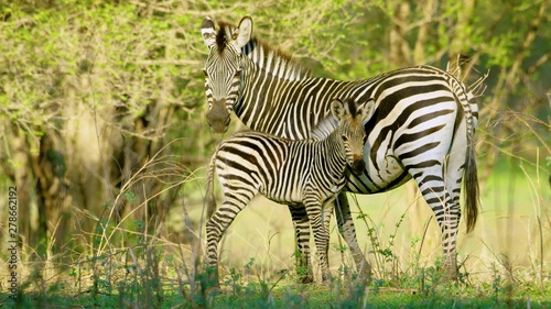 zebra in africa