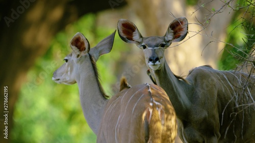 two antelopes