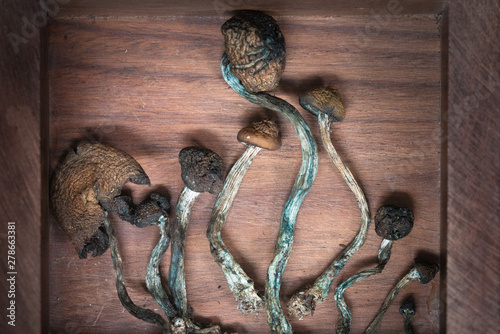Psilocybin psychedelic mushrooms dried