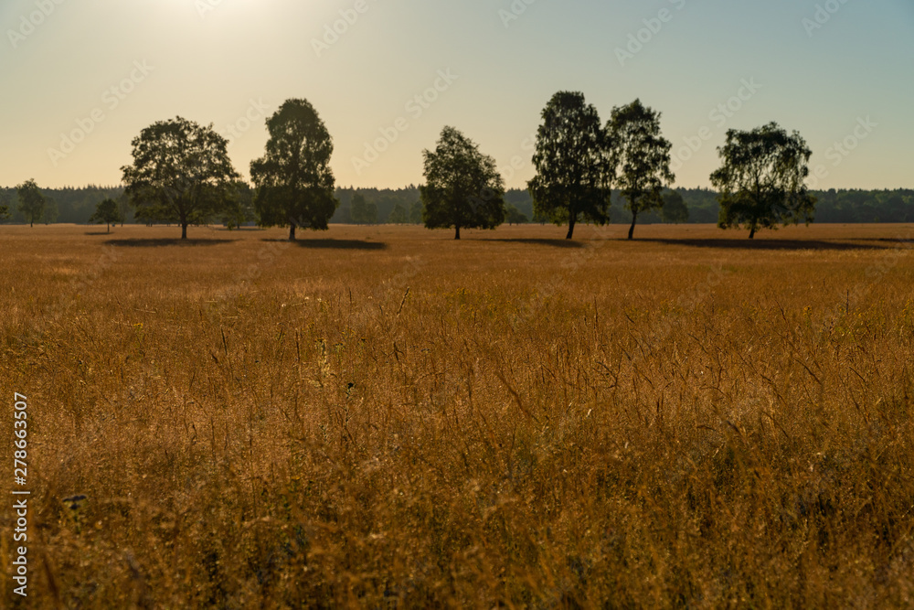 A desert out of grass with a few trees under the sunshine and the blue sky