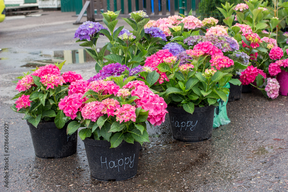 Pink, blue and purple blossoming Hydrangea macrophylla or mophead hortensia in a flower pots outdoors in a plant nursery outdoors. Green business concept