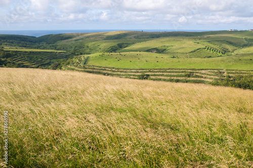 landscape with green field and blue sky
