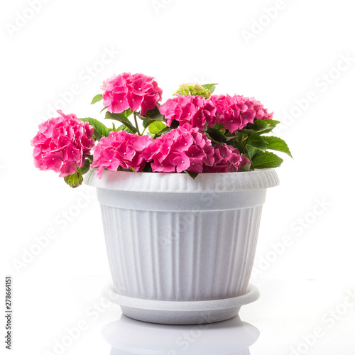 Pink blossoming Hydrangea macrophylla or mophead hortensia in a flower pot isolated on white photo