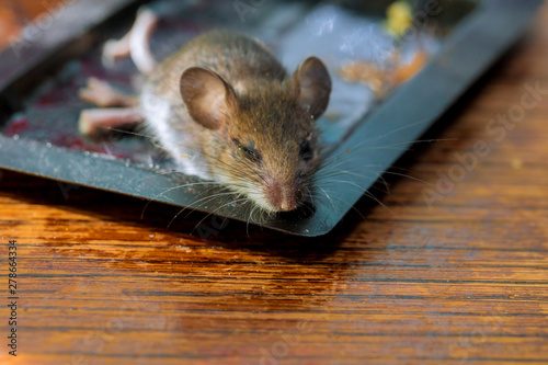 Dead rat glued at clue tray on wood table