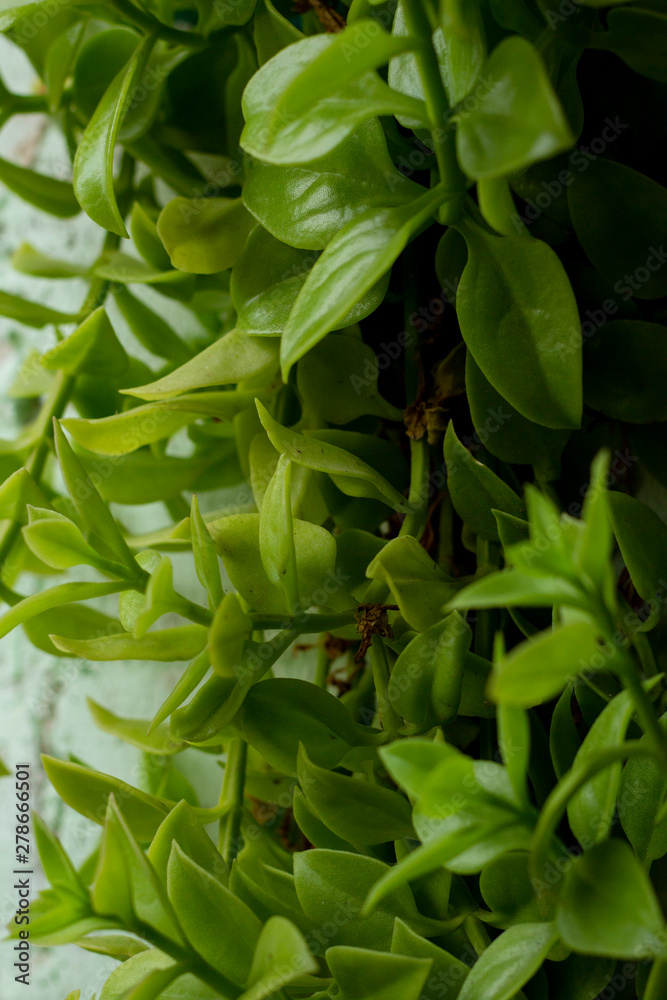 Fototapeta premium Hojas verdes