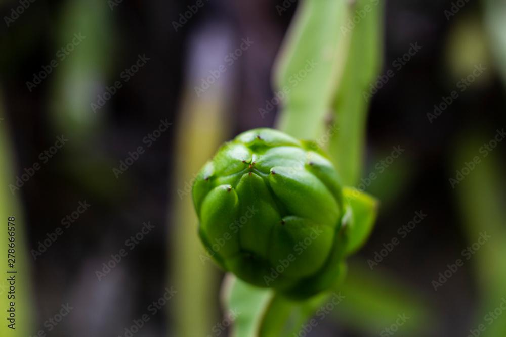 Pitahaya Pitahaya