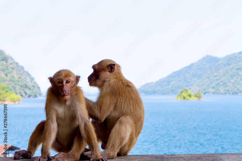 Naklejka premium Two monkey sit relax on water dam and nature