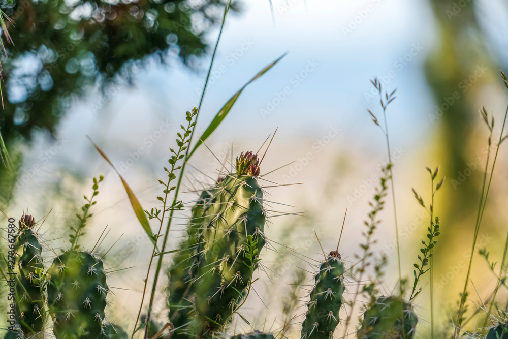 Green cactus with thin sharp spikes against a blurry and sunny background Green cactus with thin sharp spikes against a blurry and sunny background