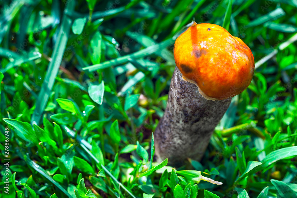 Obraz premium Single Red-Capped Scaber Stalk Fungus, Mushroom (Leccinum Aurantiacum) in the Grass after Rain on a Sunny Summer Day.