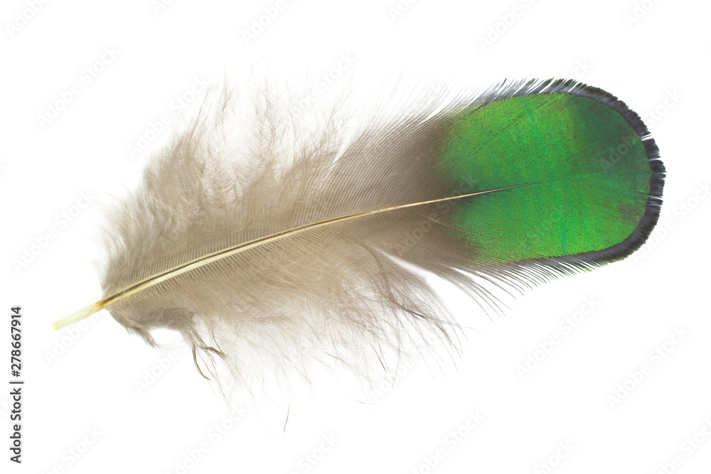 single feather isolated on white background