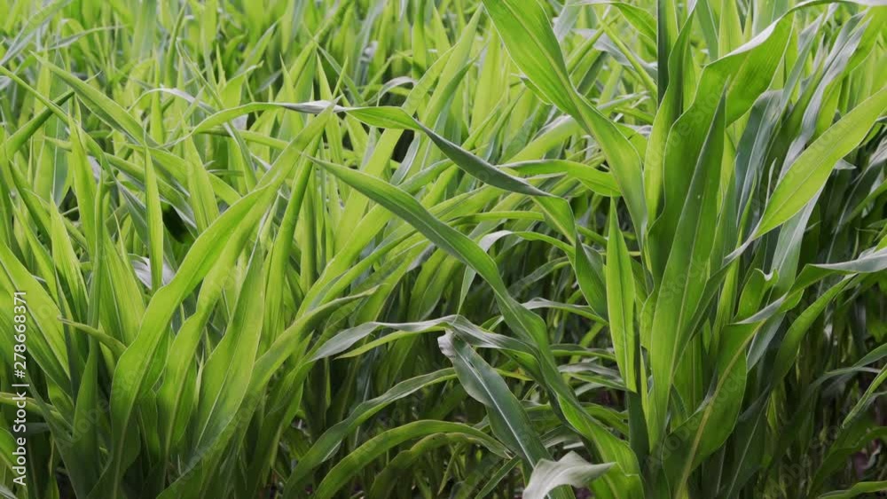 corn plants leaves moving in the wind corn plants leaves moving in the wind