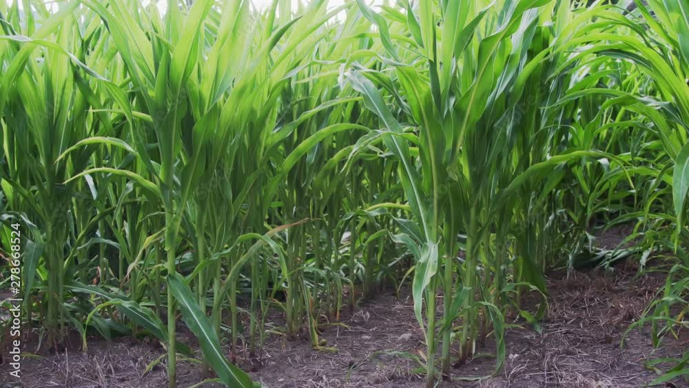 growing corn plants on a field growing corn plants on a field