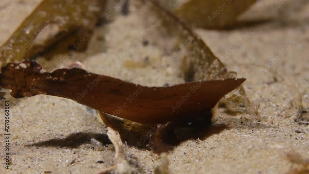 A Cockaroo Wasp fish camouflaged as a leaf swaying in the ocean current A Cockaroo Wasp fish camouflaged as a leaf swaying in the ocean current