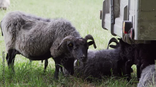 sheep hiding under a wagon photo